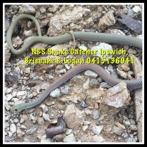 Yellow faced Whip Snake, Midly Venomous 